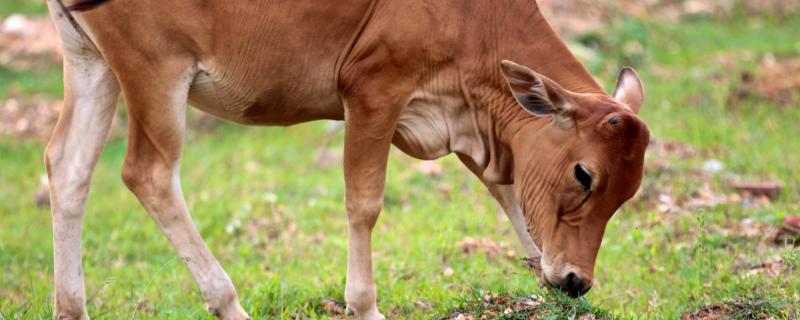 牛的第几个胃是管消化的,牛分别有几个胃