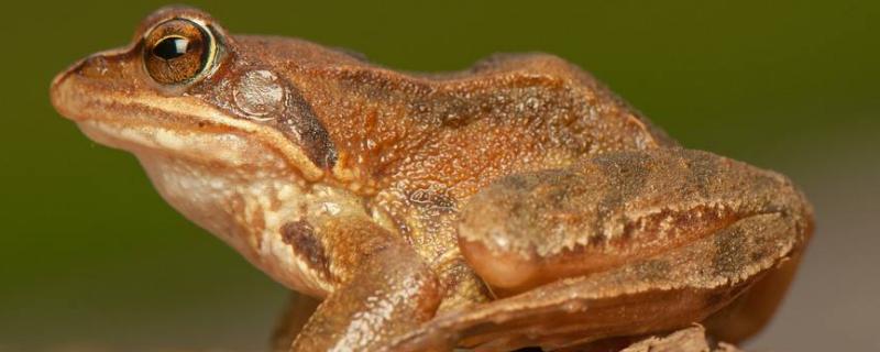 林蛙在家能养几天啊,林蛙是雪蛤吗