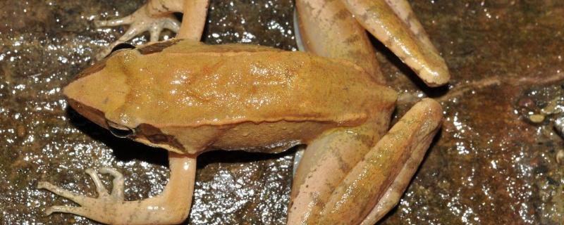 林蛙吃不了活的林蛙怎么保存,林蛙是国家几级保护动物