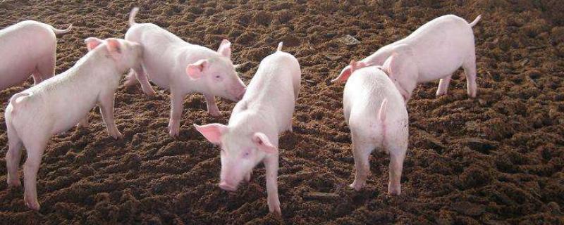 猪一般睡觉睡几个小时,猪睡觉打呼噜吗