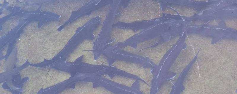 中华鲟一般多少斤,附养殖方法