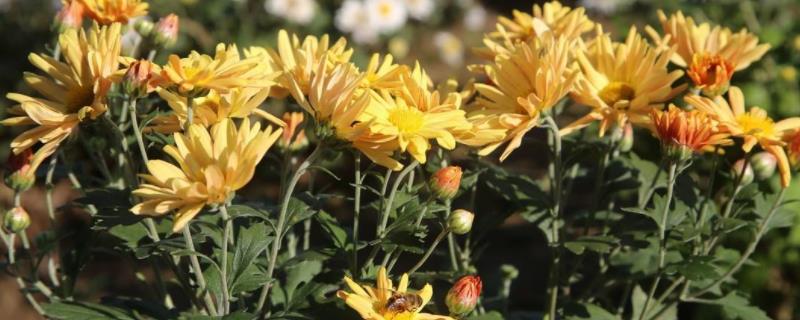 构成菊花植株结构和功能的基本单位是什么,附菊花的特征