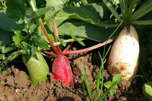 十月份适合种植什么农作物