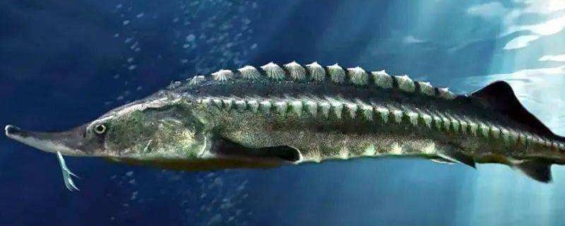 养殖中华鲟怎么做,中华鲟鱼是淡水鱼还是海水鱼