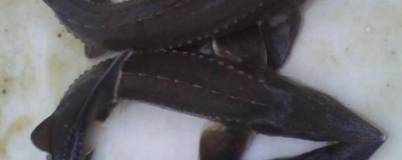 中华鲟有养殖的吗,可以吃吗,中华鲟是冷水鱼吗