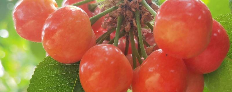 大棚樱桃温度和湿度管理,附种植方法
