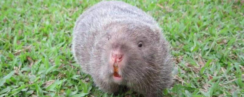 竹鼠饲养与管理方法,竹鼠和老鼠有什么区别