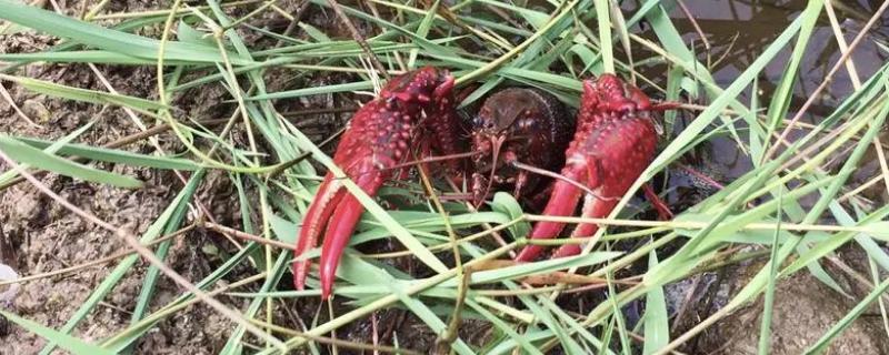 水稻田小龙虾养殖,养龙虾的田可以打农药吗