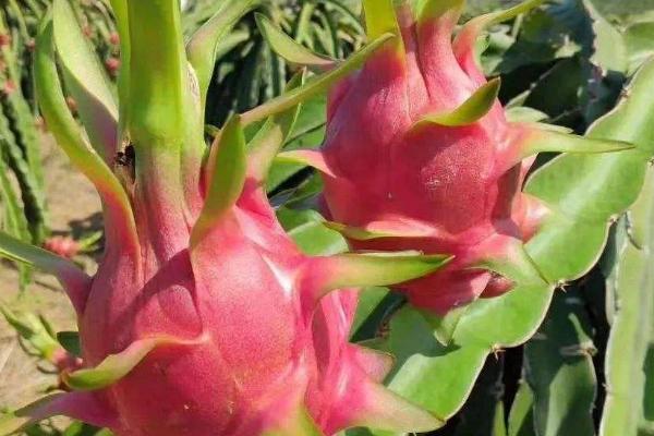 火龙果的种植技术与栽培技术