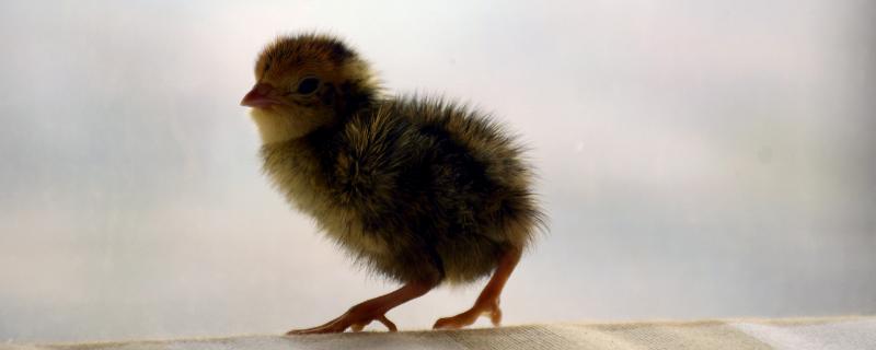 鹌鹑怎么养殖方法,鹌鹑和鸽子的区别