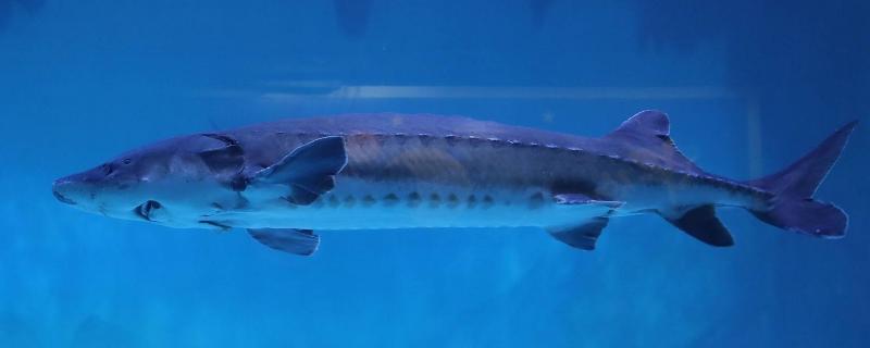 野生中华鲟和人工养殖的区别,附养殖方法