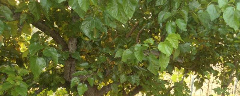 桑树苗一亩地多少颗,附种植方法