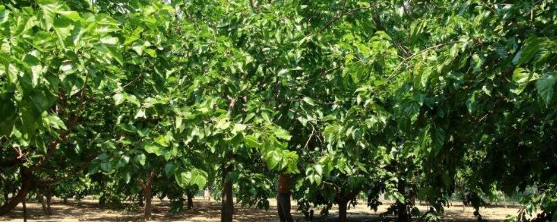 桑树苗多久可以养蚕,桑树苗怎么栽种