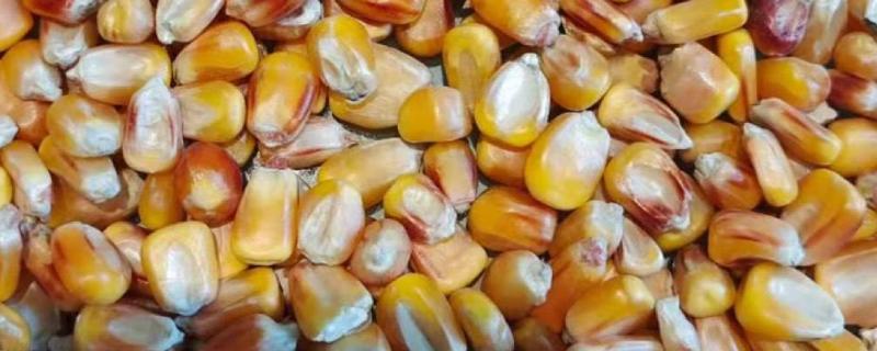 玉米种子结构的名称和作用，玉米种子的胚包括哪几个部分