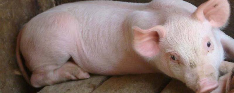 小猪大肠头掉出来怎么办,是什么原因导致的