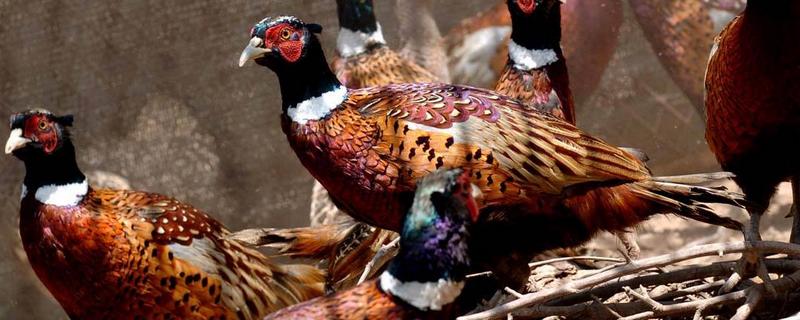 山鸡怎么喂养小山鸡,山鸡可以和家鸡配种吗