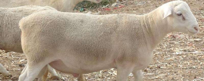 如何养羊,羊的品种