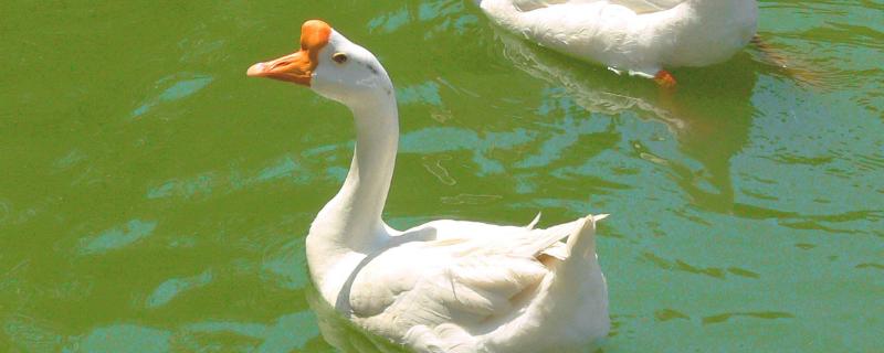 家鹅的寿命最长多少年,附养殖方法