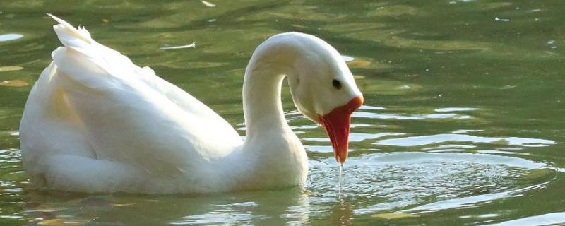 鹅如何宰杀和去毛，杀鹅为什么要喂白酒