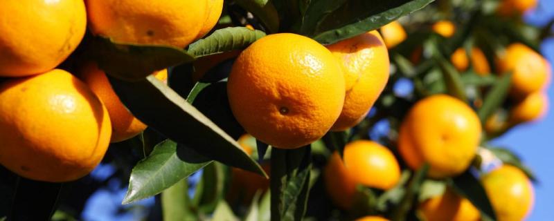 中国柑橘的经济栽培区集中在哪里，附柑橘的种植方法