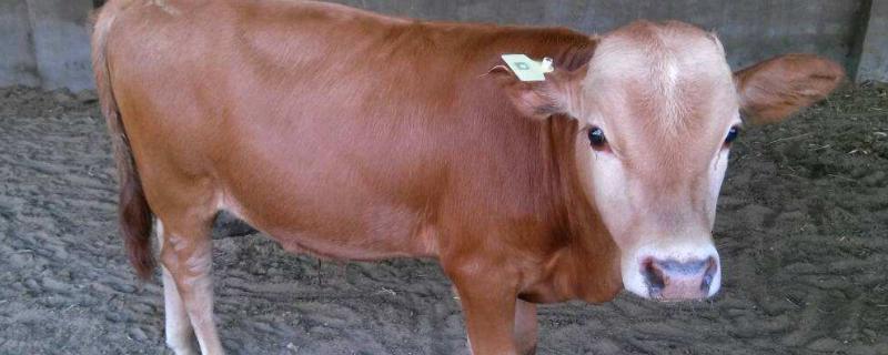 牛尾巴的作用,一般有多长