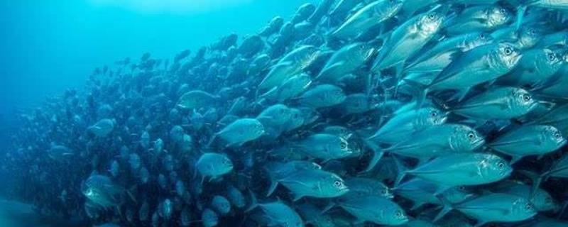 大西洋休渔地区的分布特征,东北大西洋渔场形成的原因