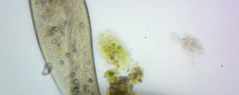 什么叫无性繁殖，无性繁殖的动物有哪些