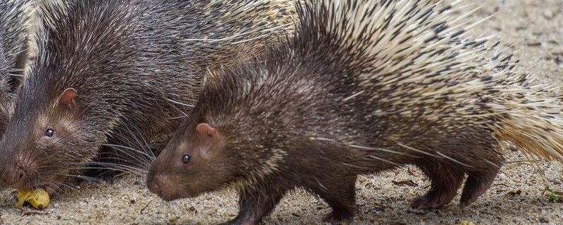 豪猪刺磨粉用法,附养殖方法