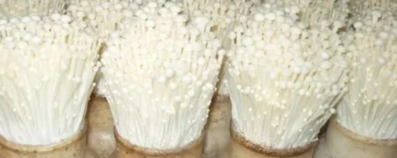 金针菇的生长环境,附种植方法