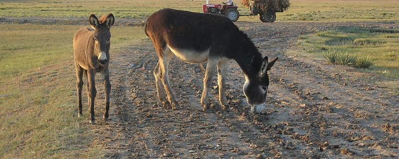 母驴一生繁殖多少小驴,母驴一年产几胎