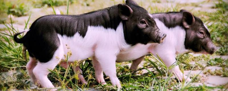 猪鼻塞呼吸困难用什么药,是什么原因导致的
