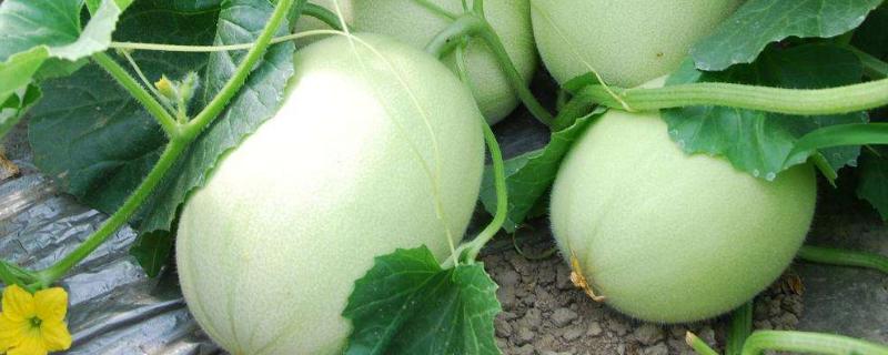 玉奶香2号甜瓜一亩产量多少,甜瓜种植技术