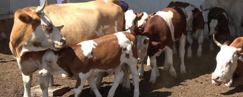 一头牛大概有多重,养牛的饲料