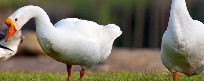 给鹅灌酒是什么意思,杀鹅的正确方法