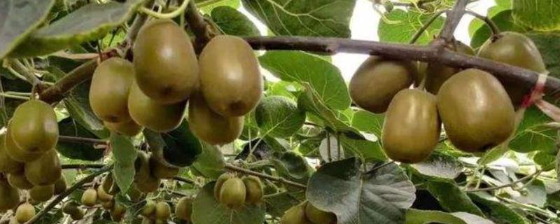 猕猴桃适宜的种植海拔,猕猴桃的种植方法