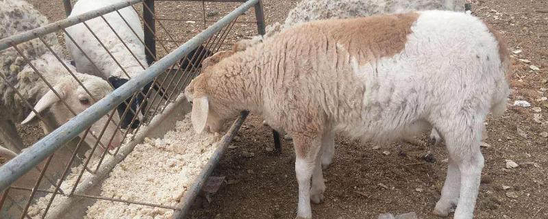 养羊的饲料，附养殖方法
