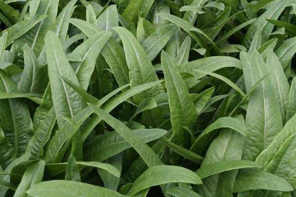 生长周期短的农作物