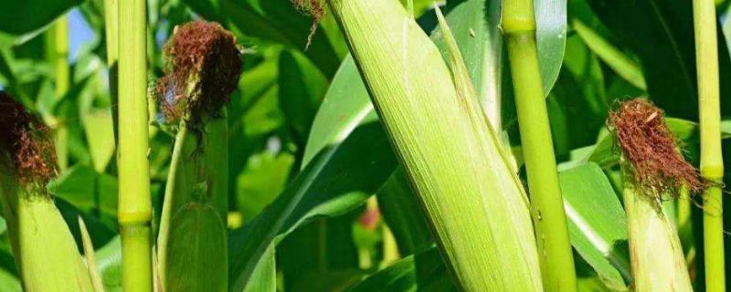 玉米育苗技术与方法,育苗多少天可以栽