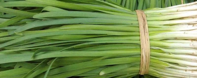 一亩韭菜一茬收多少斤，附种植方法