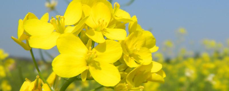 油菜几月份收割,附油菜的种植方法
