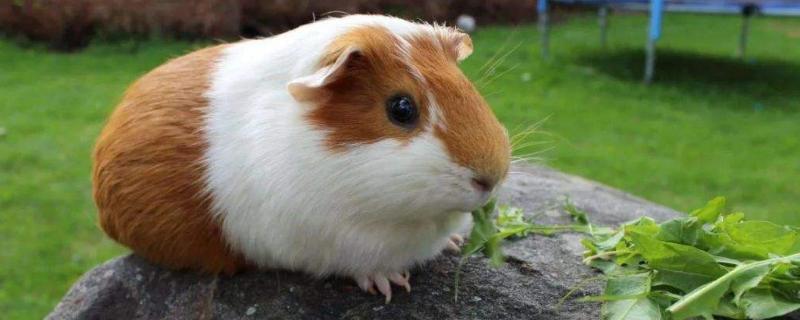 荷兰猪最大能长多大,附养殖方法