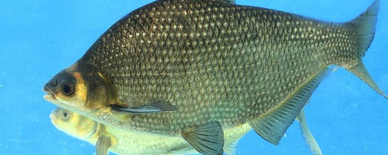 鳊鱼吃什么食物长大,附养殖方法