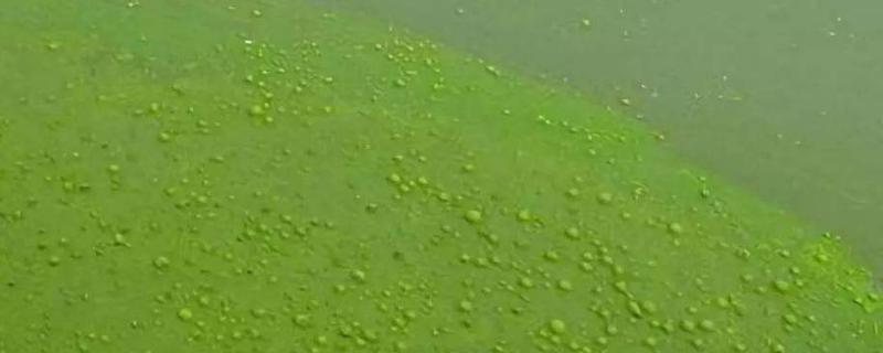 戊二醛除藻用量,使用戊二醛的注意事项