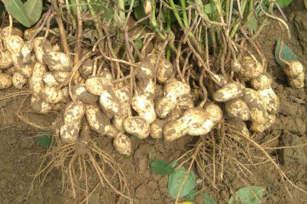 花育25花生品种介绍