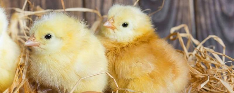小鸡1到7天怎样喂养，小鸡保温需要多久脱温