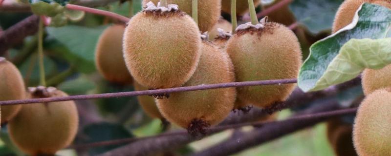 猕猴桃需要人工授粉吗，猕猴桃种几年可以结果