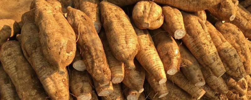 葛根的种植与栽培技术，葛根是什么植物的根