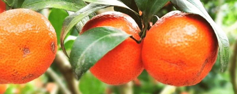 沙糖桔的种植技术与管理,附沙糖桔的产地