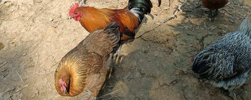 公鸡母鸡怎么繁衍后代,公鸡和母鸡的区别