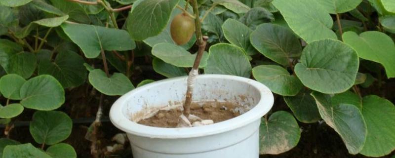 阳台种猕猴桃要多大的盆,能结果吗